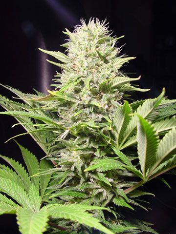 Paradise Seeds Wappa Feminised Seeds