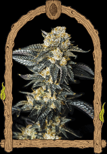 Exotic Seed Zkittaberry Auto Feminised Seeds