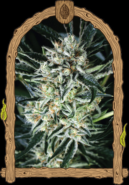 Exotic Seed Jelly Bananas Feminised Seeds