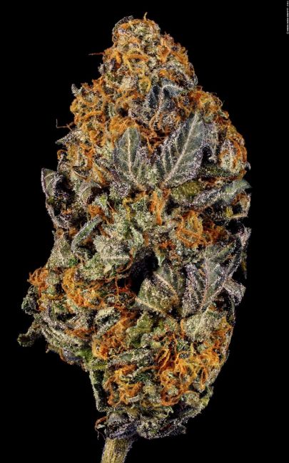 Paradise Seeds Tangerine Sorbet Feminised Seeds