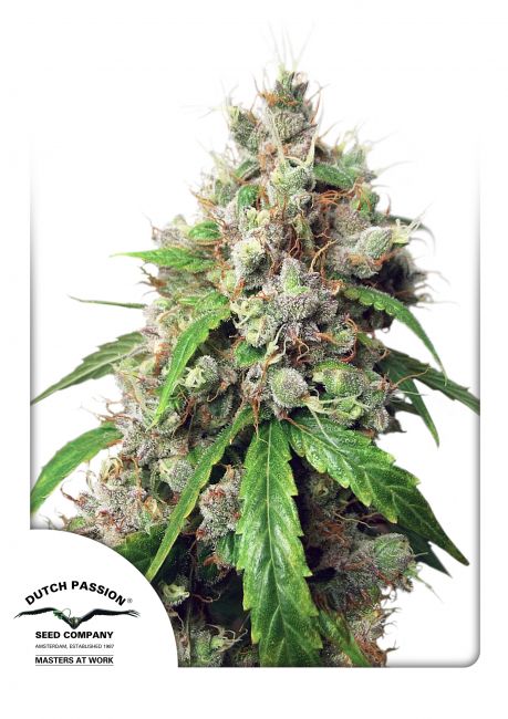 Dutch Passion Euforia Auto Feminised Seeds