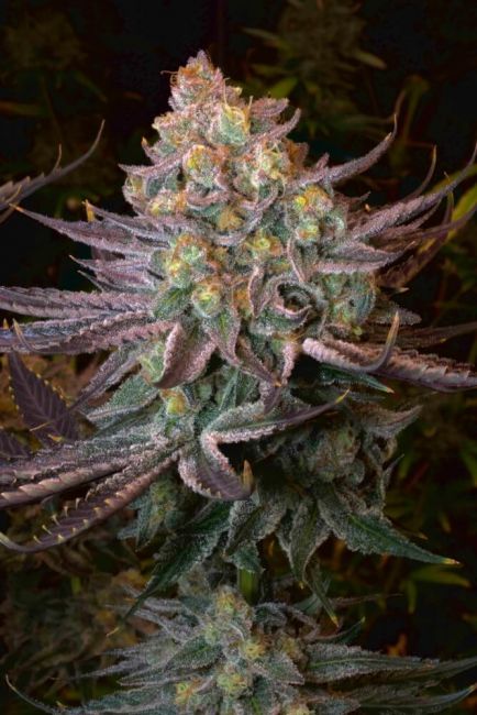 Serious Seeds Seriotica Feminised Seeds