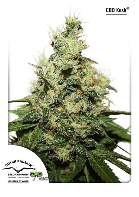 Dutch Passion Kush CBD Feminised Seeds