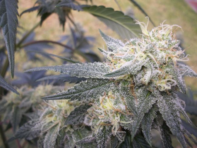 DNA Genetics Chocolope Kush Feminised Seeds