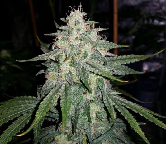 Mephisto Genetics 4 Assed Monkey Auto Feminised Seeds