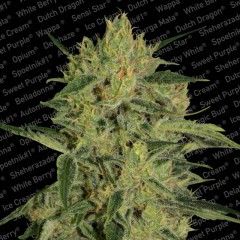 Paradise Seeds Nebula I:I CBD Feminised Seeds