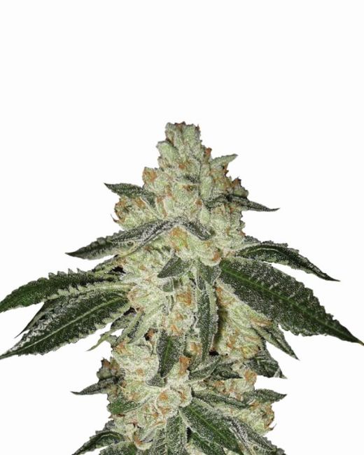 Nirvana Seeds Aurora Indica Auto Feminised Seeds