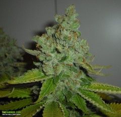 Cali Connection SFV OG Kush Feminised Seeds