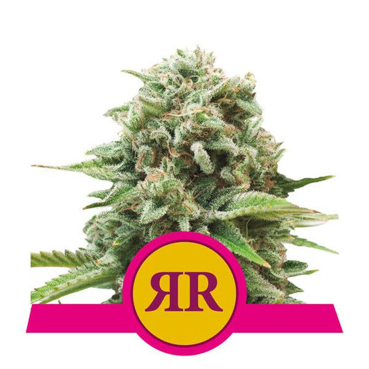 Royal Queen Seeds Royal Runtz Feminised Seeds