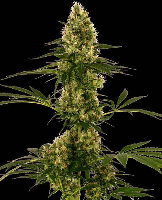 Sensi Seeds Blue Bullet Auto Feminised Seeds