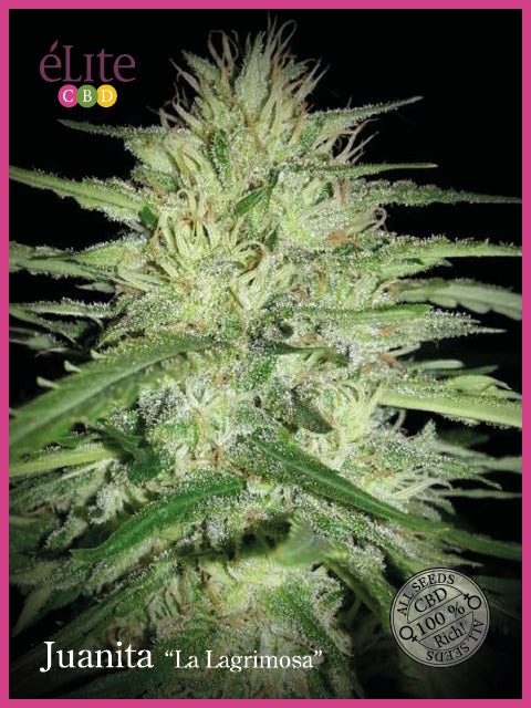 Elite Seeds Juanita La Lagrimosa CBD Feminised Seeds