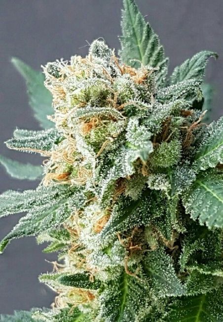 Lineage Genetics Grapefruit Auto Feminised Seeds