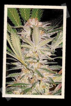 Sweet Seeds S.A.D. F1 FAST Version Feminised Seeds