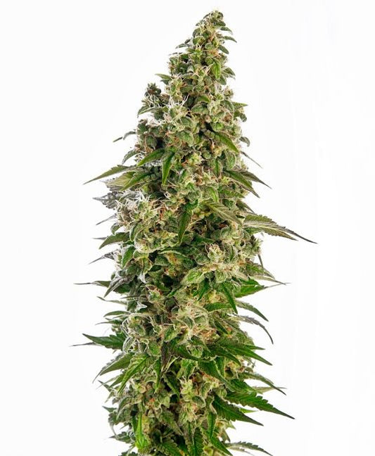 Sensi Seeds Afghani #1 Auto Feminised Seeds