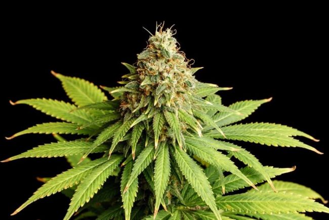 Kannabia Seeds Hellfire OG Feminised Seeds