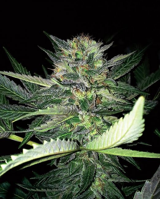 Expert Seeds Critical Lights Feminised Seeds