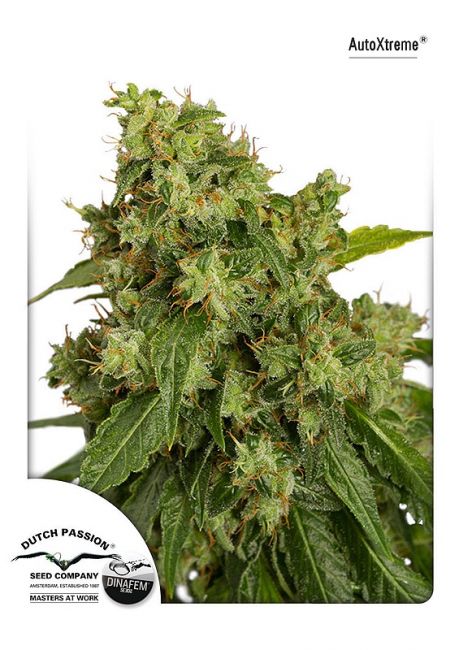 Dutch Passion Xtreme Auto Feminised Seeds