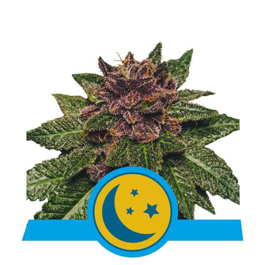 Royal Queen Seeds Purplematic CBD Auto Feminised Seeds