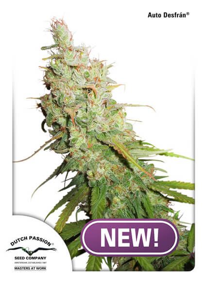 Dutch Passion Desfran Auto Feminised Seeds