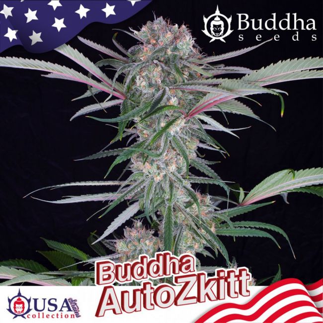 Buddha Seeds Buddha Zkittlez Auto Feminised Seeds