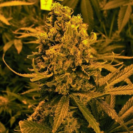 Nirvana Seeds Blueberry Kush Auto Feminised Seeds