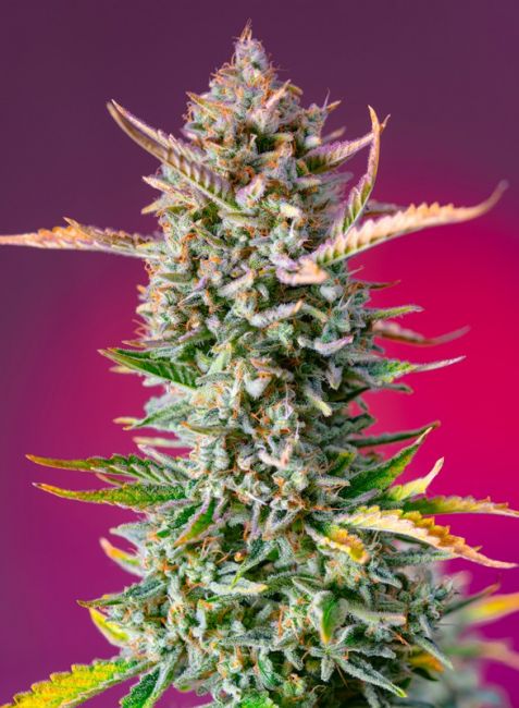 Sweet Seeds Gorilla Sherbet F1 FAST Feminised Seeds