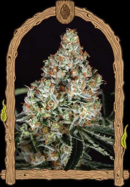 Exotic Seed Zkittalicious Feminised Seeds