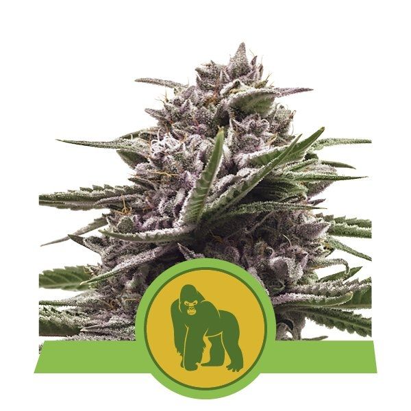 Royal Queen Seeds Royal Gorilla Auto Feminised Seeds