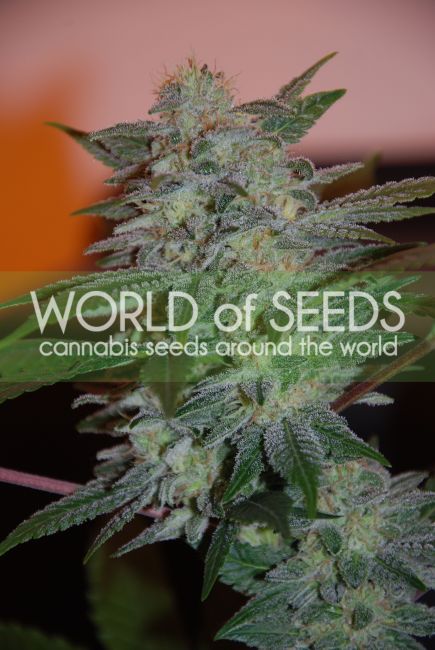 World of Seeds Yumbolt 47 Feminised Seeds