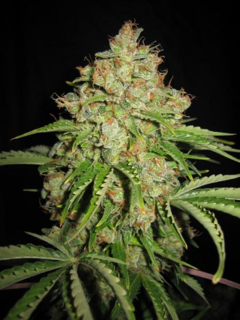 Serious Seeds White Russian Auto Feminised Seeds