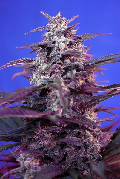 Sweet Seeds Bloody Skunk Auto Feminised Seeds