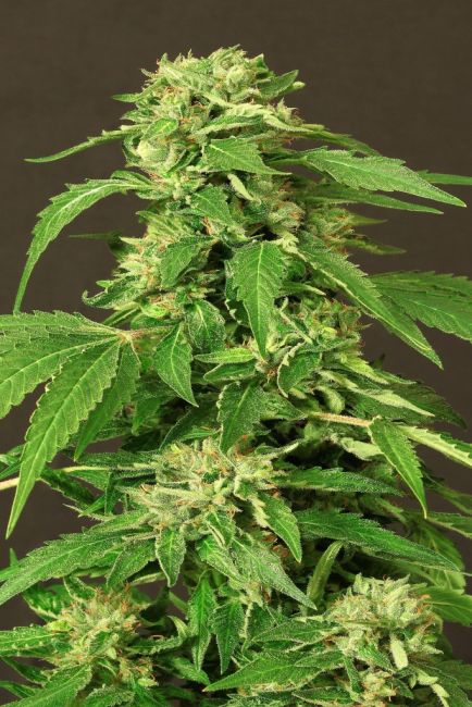 Exotic Seed Exotic Thai Feminised Seeds