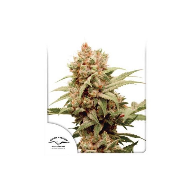 Dutch Passion CBG-Force Feminised Seeds