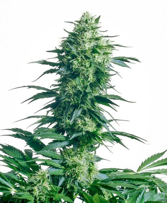 Sensi Seeds Mother's Finest Regular Seeds