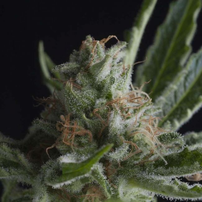 Pyramid Seeds Shark Feminised Seeds