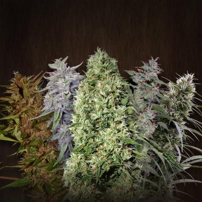 Ace Seeds ACE Mix Regular Seeds