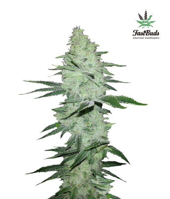 FastBuds Six Shooter Auto Feminised Seeds