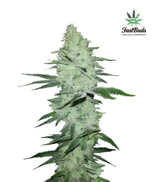 FastBuds Six Shooter Auto Feminised Seeds