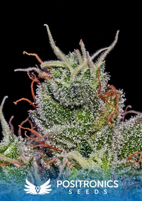 Positronic Seeds Supercheese Feminised Seeds