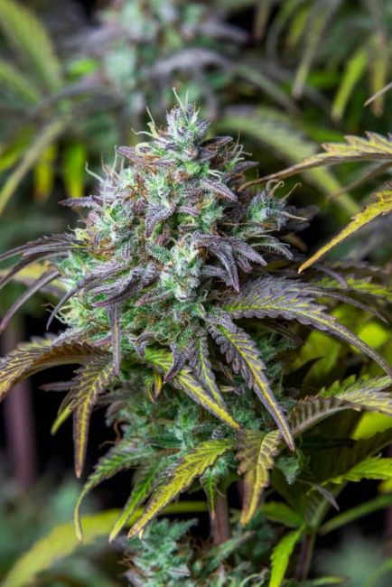 FastBuds Original Big Bud Auto Feminised Seeds