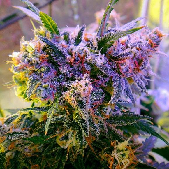 Nirvana Seeds Aurora Indica Feminised Seeds