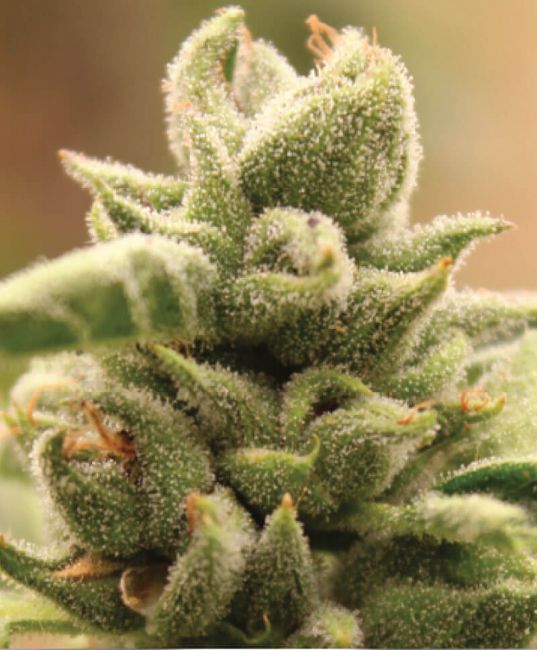 Humboldt Seed Co. Mango Sherbert Feminised Seeds