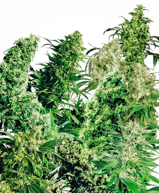 Sensi Seeds Indoor Mix Regular Seeds