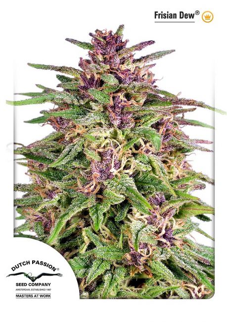 Dutch Passion Frisian Dew Feminised Seeds