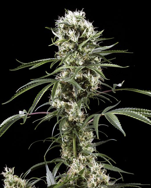 Greenhouse Seed Co. Super Lemon Haze Feminised Seeds