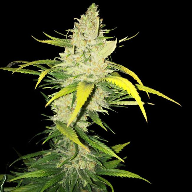 T.H. Seeds LA S.A.G.E. Feminised Seeds