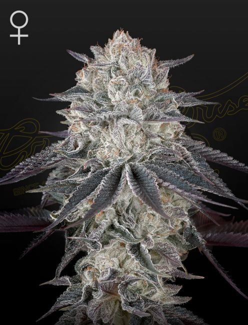 Greenhouse Seed Co. Fullgas Feminised Seeds