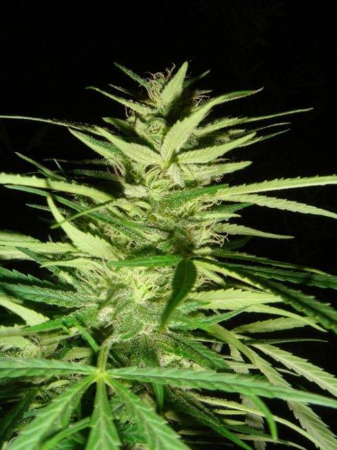 Mr Nice Seedbank Master Kaze (Master Kush Skunk x Afghan Haze) Regular Seeds