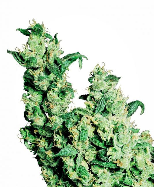 Sensi Seeds Jack Herer Regular Seeds