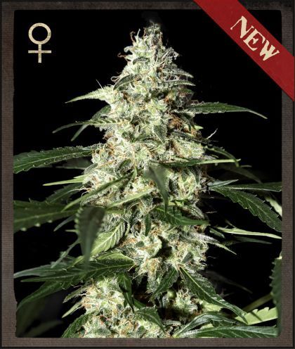 Greenhouse - Strain Hunters Skunk Auto Feminised Seeds